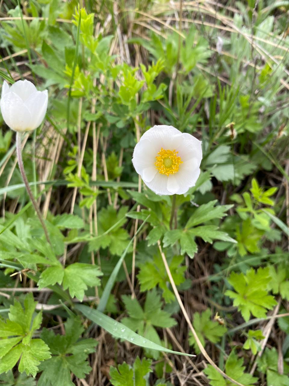 Image of Anemone sylvestris specimen.
