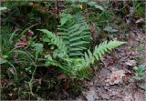 Dryopteris filix-mas. Вегетирующее растение. Московская обл., Раменский р-н, окр. ж.-д. платформы Хрипань, просека в смешанном лесу. 30.05.2025.
