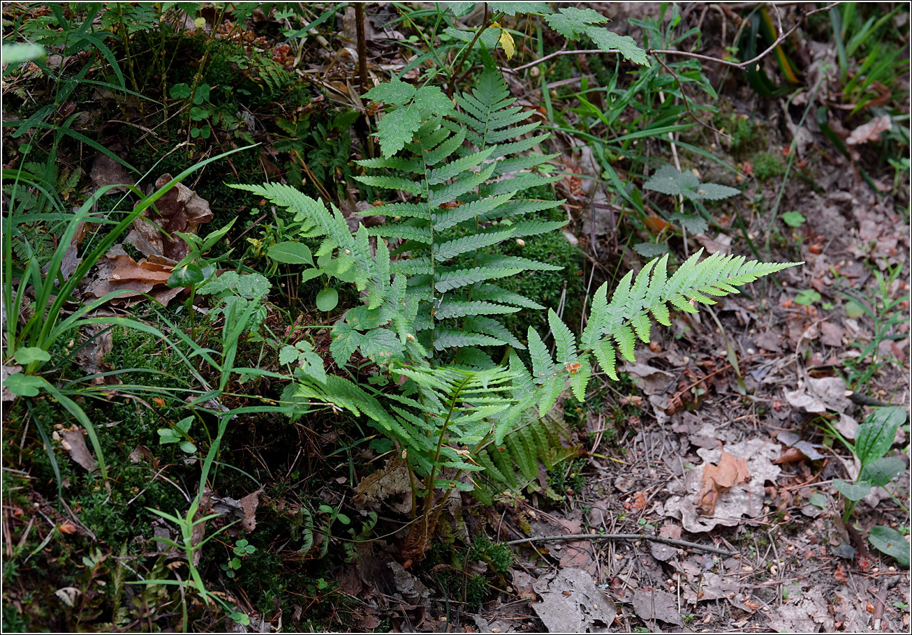 Image of Dryopteris filix-mas specimen.