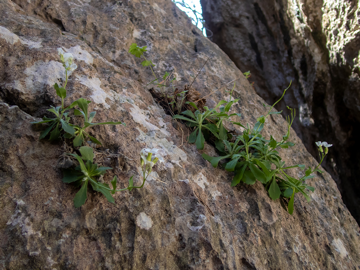 Image of Arabis caucasica specimen.