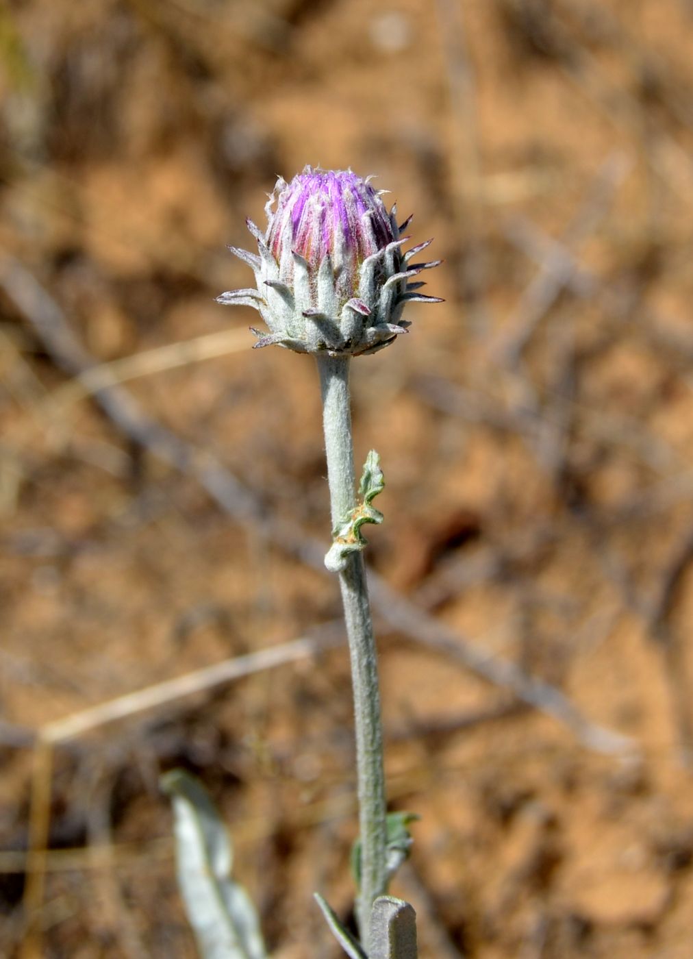 Image of Jurinea ewersmannii specimen.