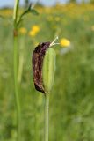 Fritillaria meleagroides. Плод с сохранившимися засохшими долями околоцветника и рыльцами. Ульяновская обл., Новомалыклинский р-н, окр. с. Ст. Бесовка, дол. р. Б. Черемшан, местами поросший ивняком сыроватый луг. 28.05.2024.