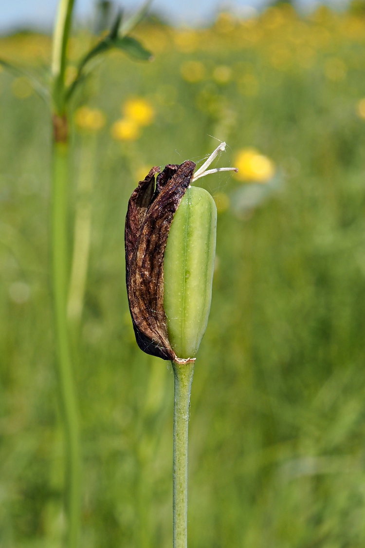 Изображение особи Fritillaria meleagroides.