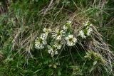 Daphne glomerata. Цветущее растение. Кабардино-Балкария, Эльбрусский р-н, восточный склон г. Чегет, 1 км от кафе \"Ай\" на тропе в сторону оз. Донгуз-Орун, выс. ок. 2700 м н.у.м., альпийский луг. 18 июня 2025 г.