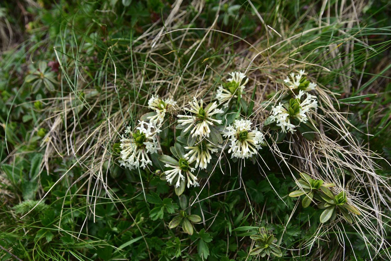 Image of Daphne glomerata specimen.
