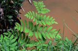 Osmunda japonica