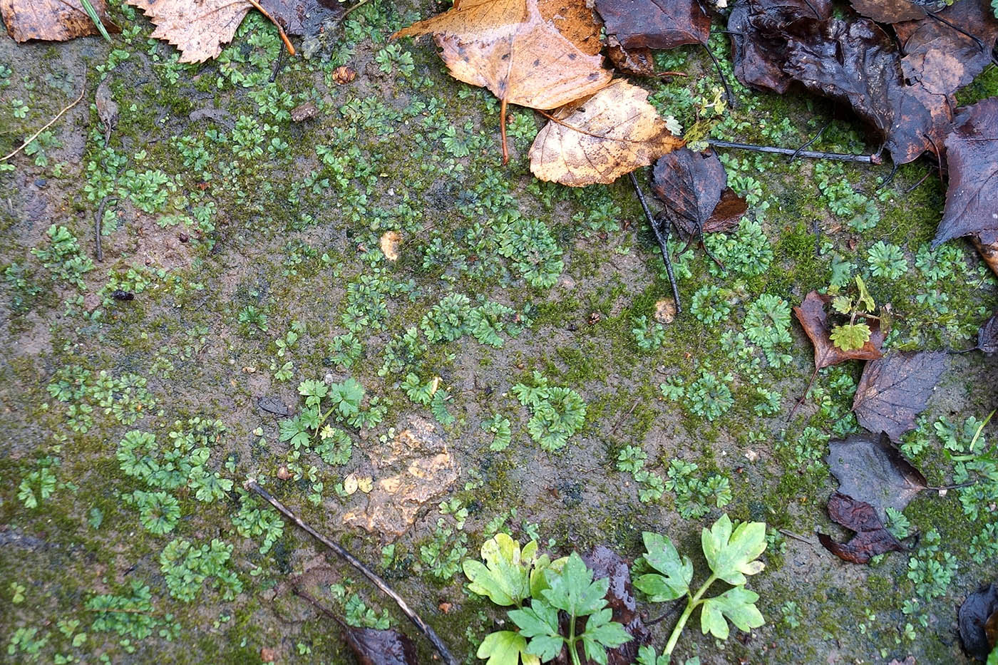 Изображение особи род Anthoceros.