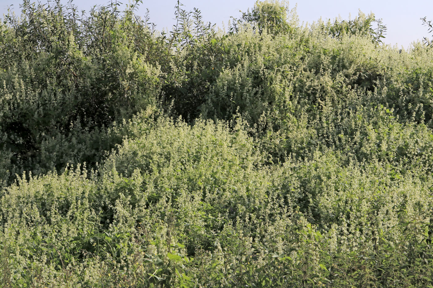 Image of Echinocystis lobata specimen.