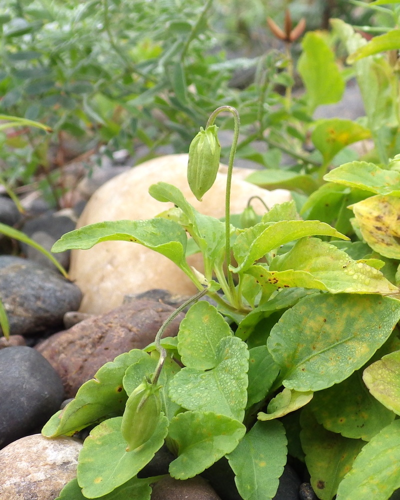 Image of Viola stagnina specimen.