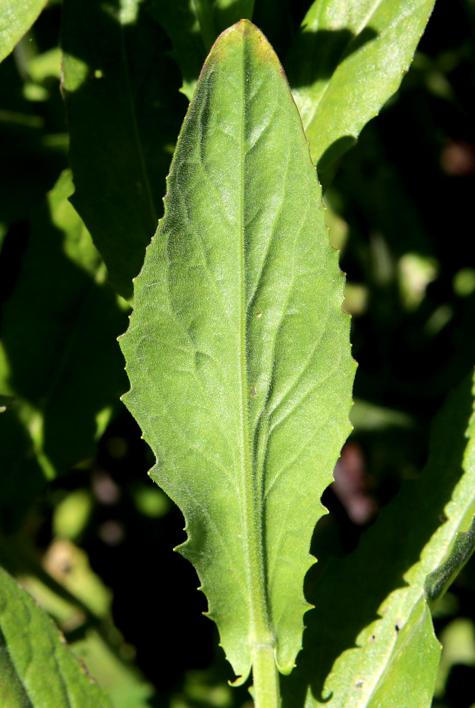 Изображение особи Cardaria draba.