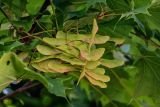 Acer platanoides