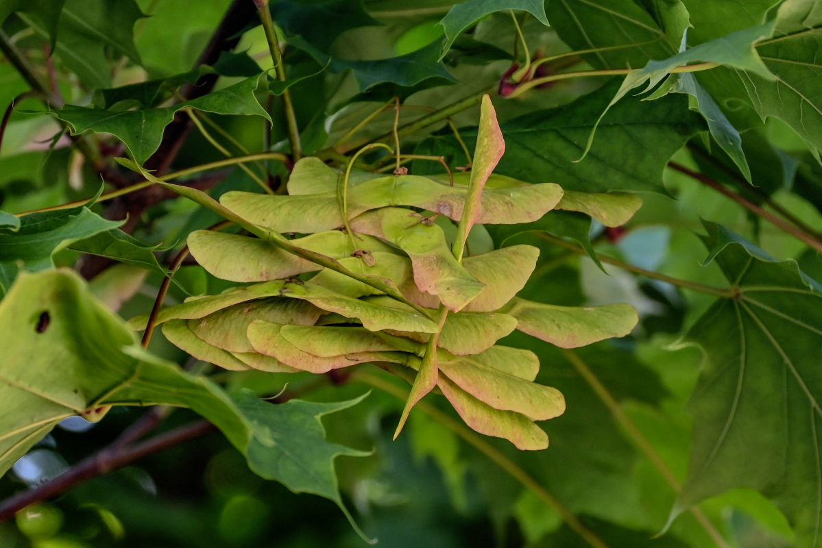 Изображение особи Acer platanoides.