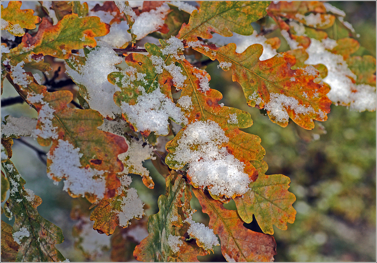 Изображение особи Quercus robur.