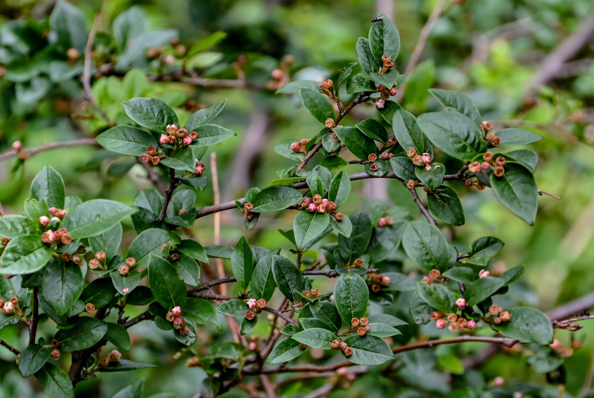 Изображение особи Cotoneaster lucidus.