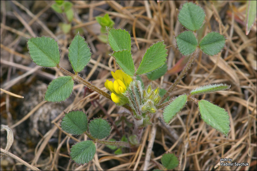 Изображение особи семейство Fabaceae.