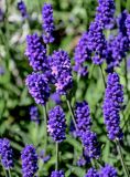 Lavandula angustifolia. Соцветия. Калининградская обл., Гурьевский р-н, пос. Некрасово, в культуре. 30.06.2025.