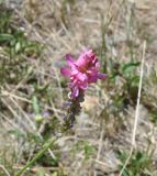 Изображение особи. Автор - Александр Лебедев