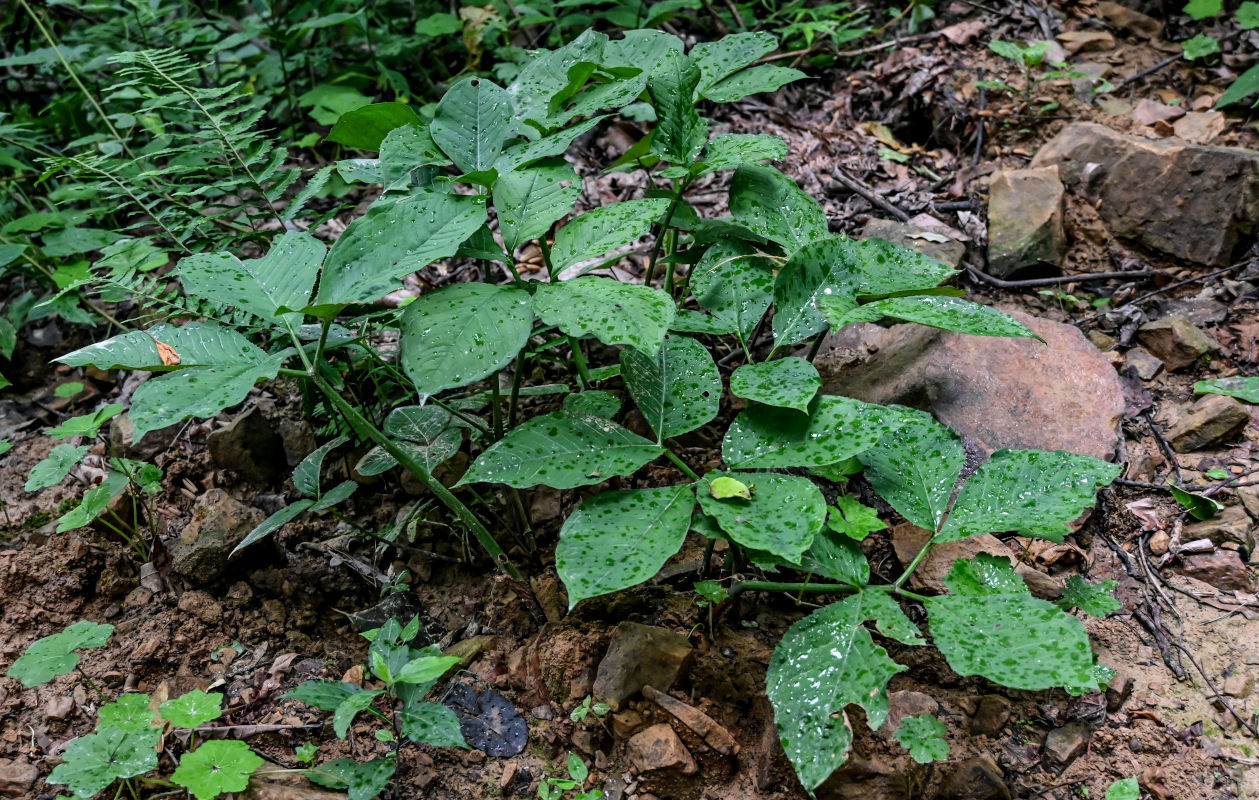 Изображение особи Arisaema bockii.