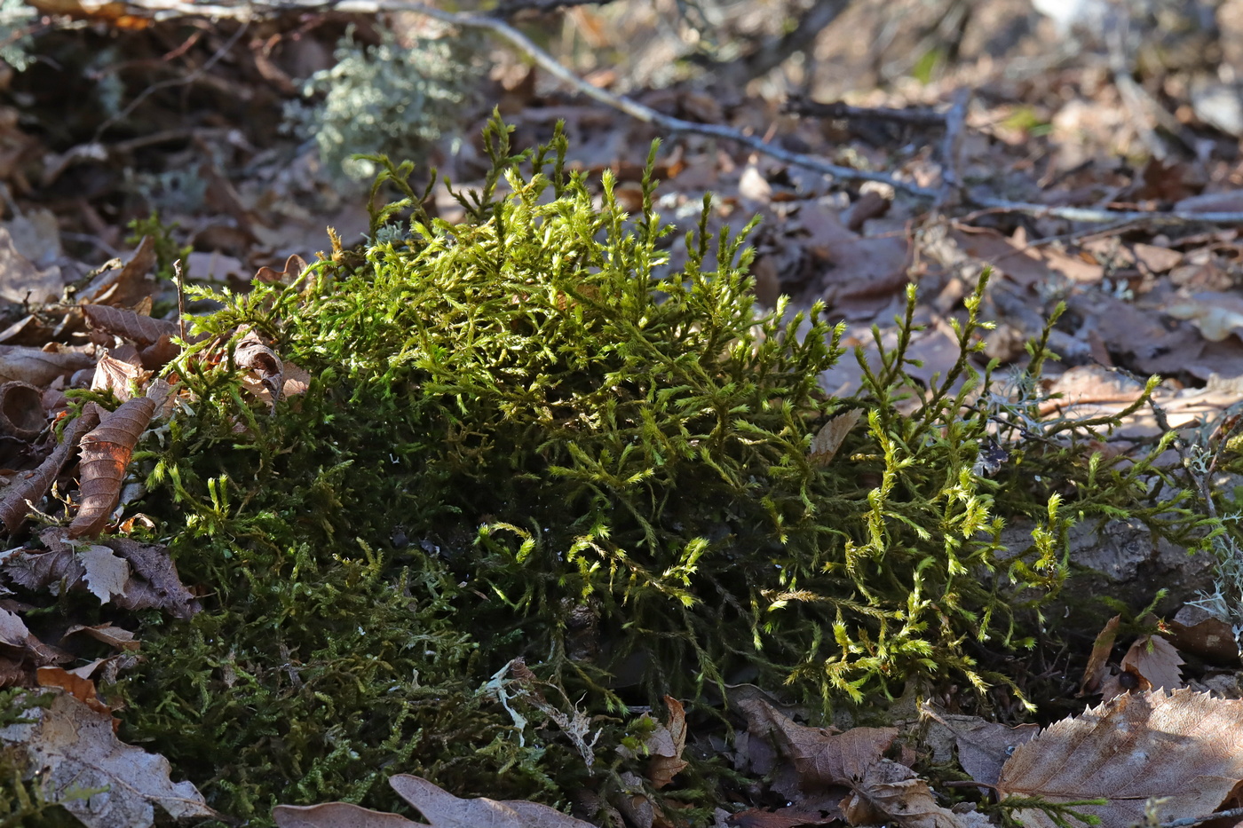Изображение особи Antitrichia curtipendula.