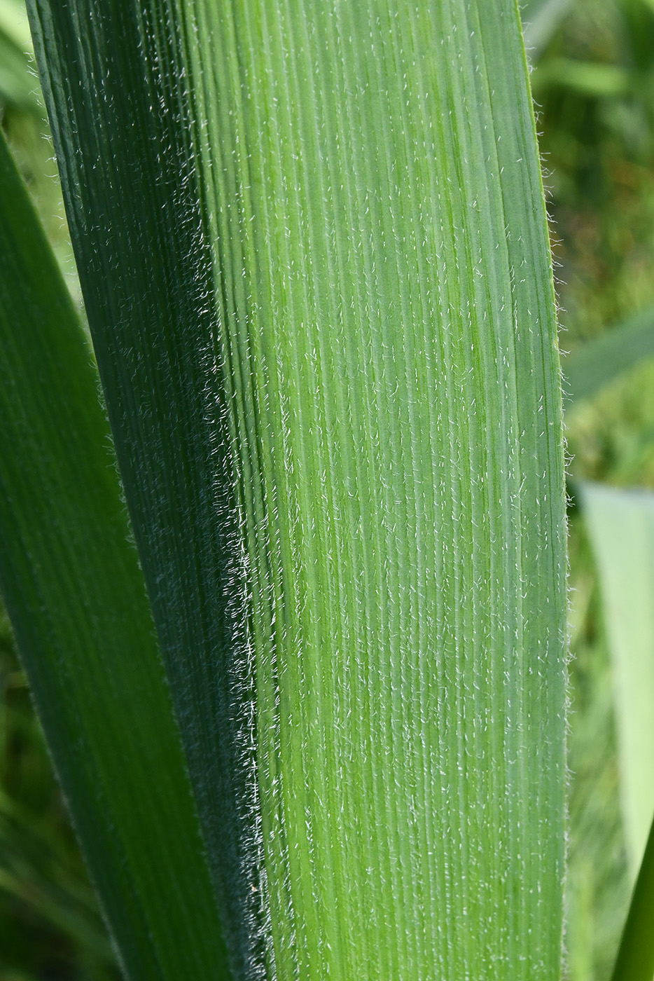 Изображение особи род Allium.