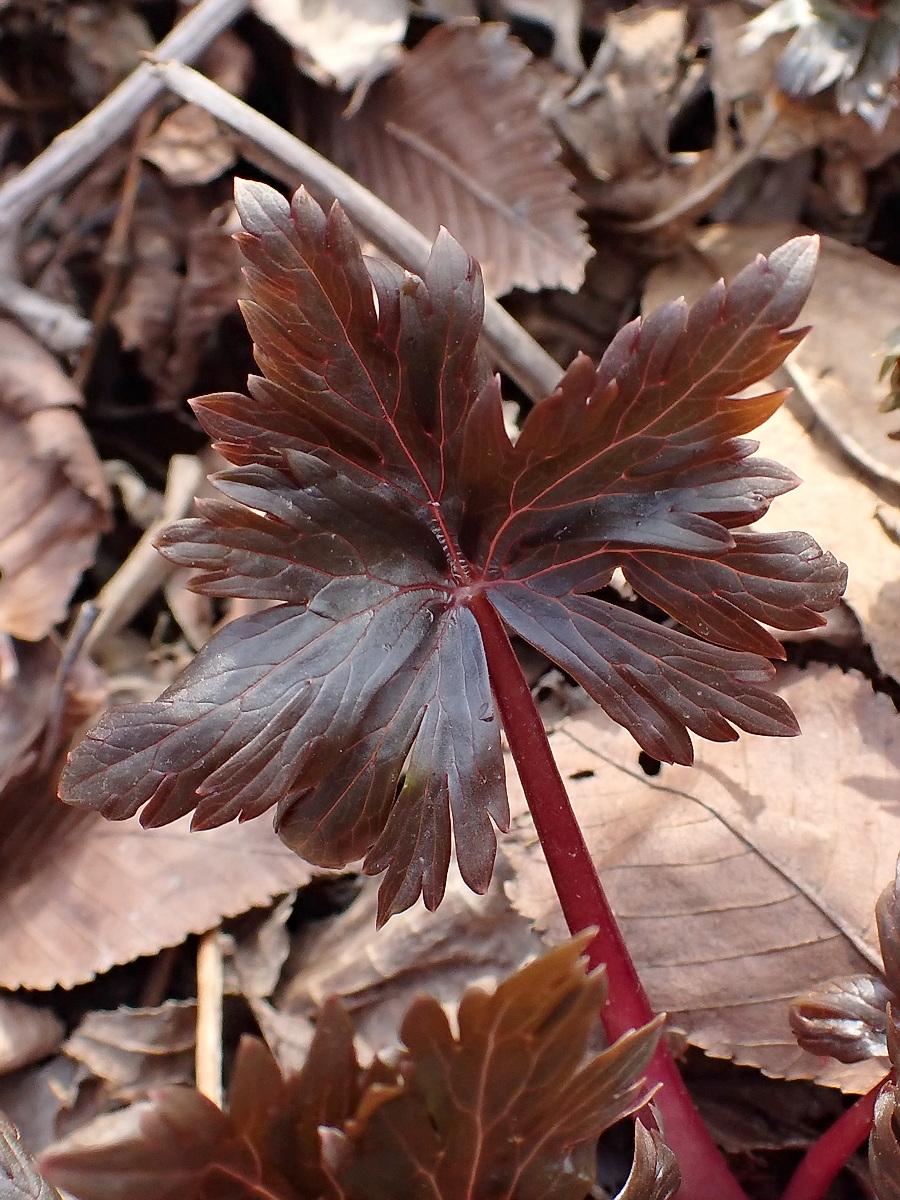 Image of Anemone amurensis specimen.