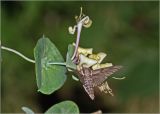 Lonicera caprifolium. Верхушка побега с соцветием и питающейся бабочкой бражником Hyloicus pinastri (ночная съемка, вспышка). Московская обл., Раменский р-н, окр. дер. Хрипань, садовый участок. 15.06.2007.