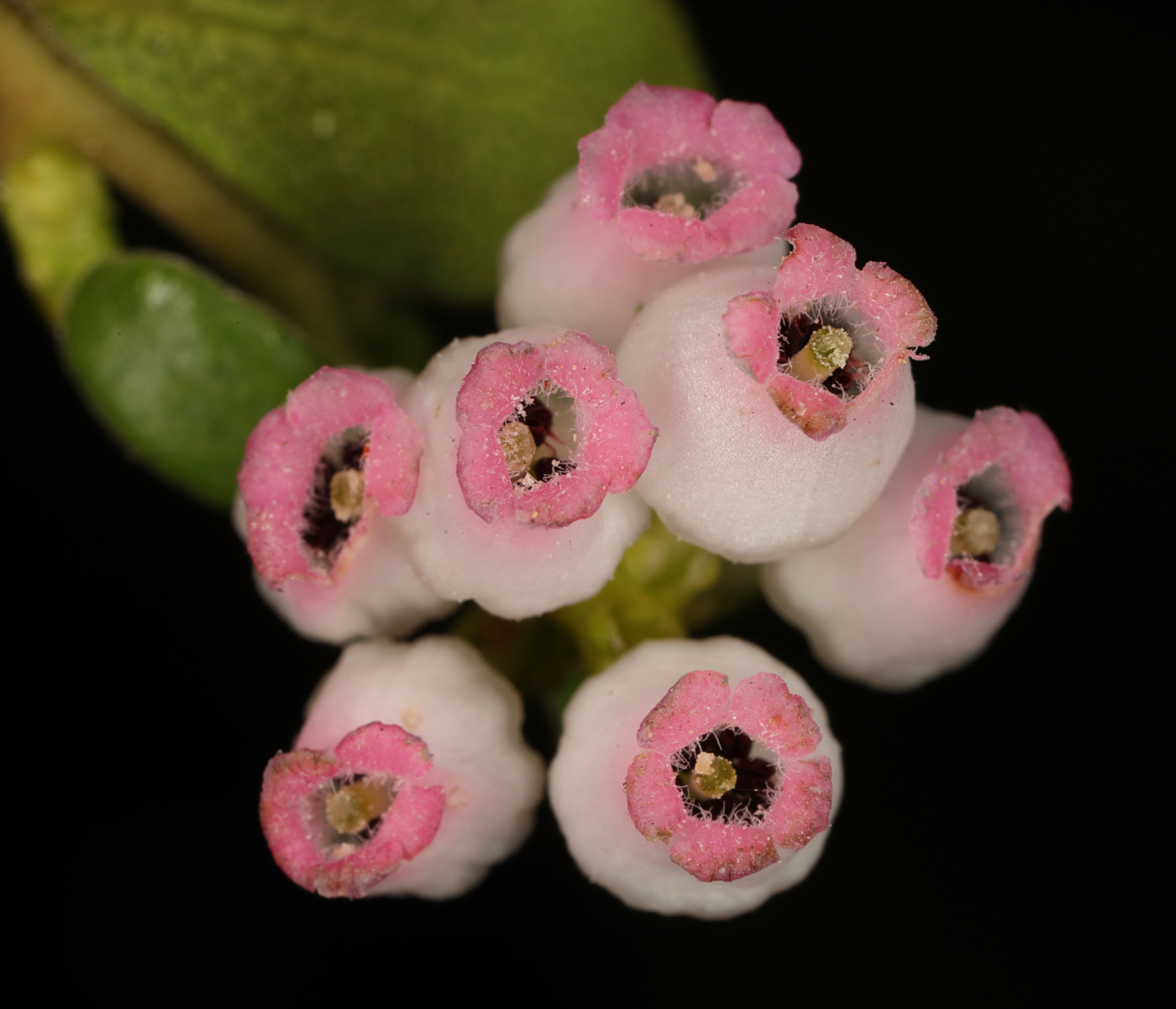 Изображение особи Arctostaphylos uva-ursi.