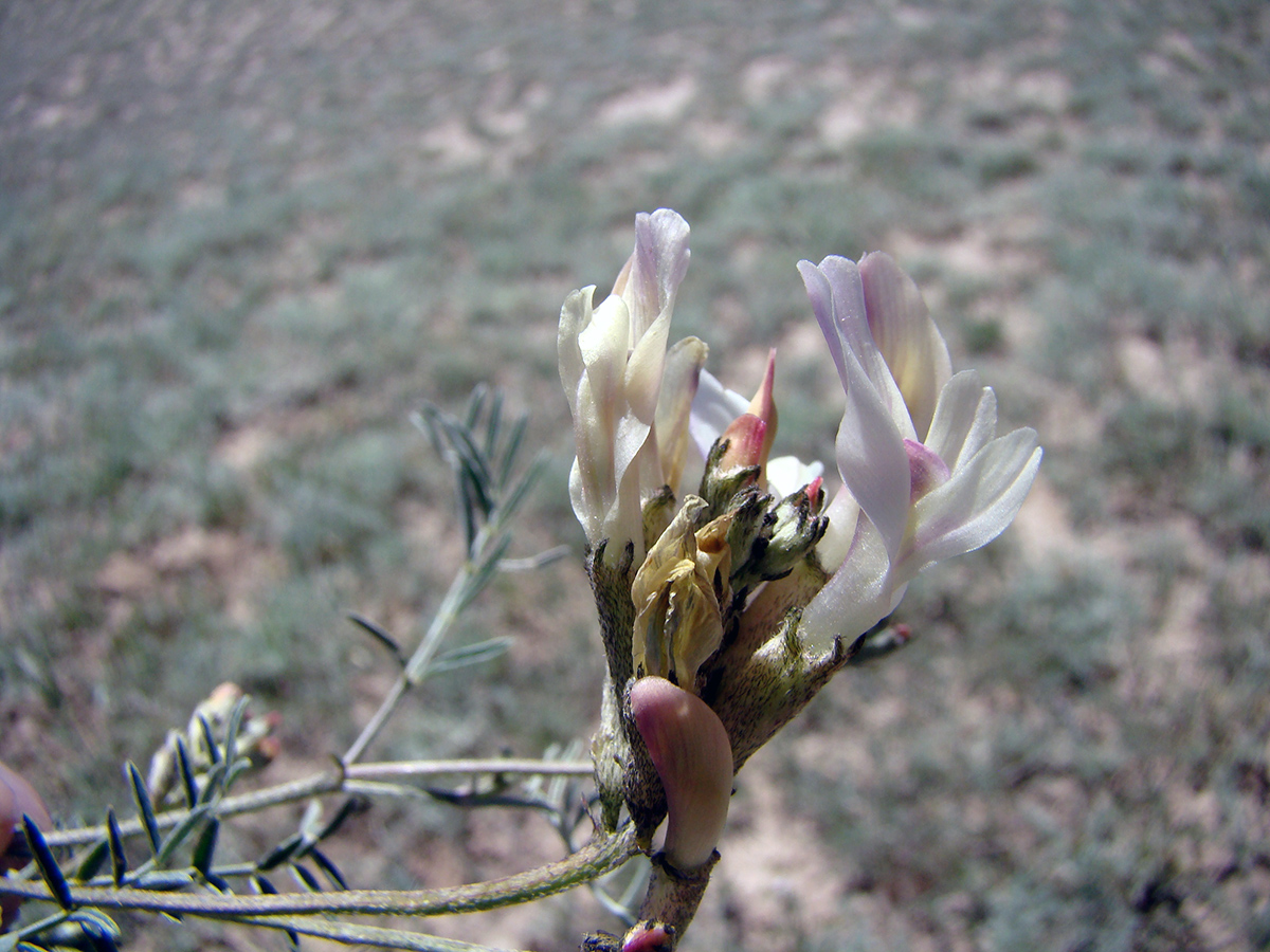 Изображение особи Astragalus karkarensis.