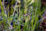 Lathyrus pratensis. Верхушки побегов с формирующимся соцветием. Московская обл., Раменский р-н, окр. дер. Хрипань, садовый участок. 16.06.2026.