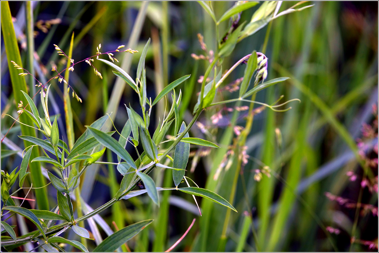 Image of Lathyrus pratensis specimen.
