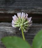 род Trifolium