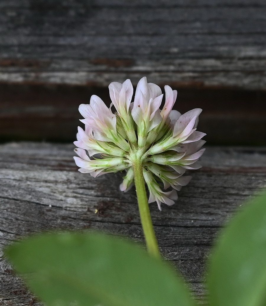Изображение особи род Trifolium.
