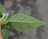 genus Galeopsis