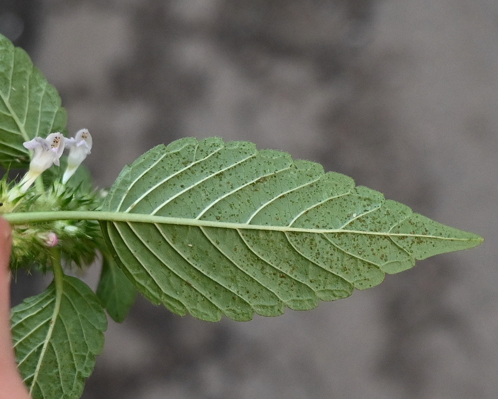 Image of Galeopsis bifida specimen.