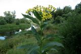 Senecio sarracenicus