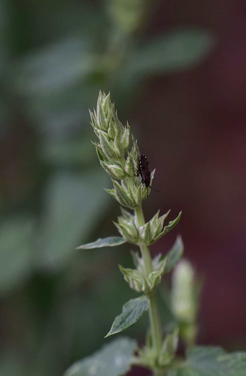 Image of Unknown species specimen.