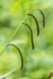 Carex pendula. Верхушка растения с соцветиями. Краснодарский край, Апшеронский р-н, окр. хут. Травалёв, лесная опушка. 12.06.2026.
