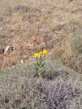 Cheirolepis persica. Верхушка цветущего растения, окружённого \"подушкой\" из ?. Армения, Араратская обл., Урцский хр., горная степь. 06.08.2026.