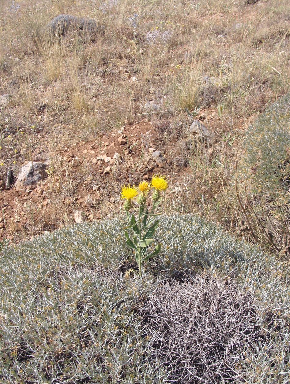 Image of Cheirolepis persica specimen.