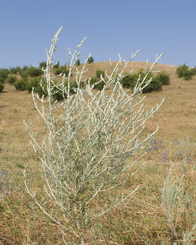 Изображение особи род Artemisia.