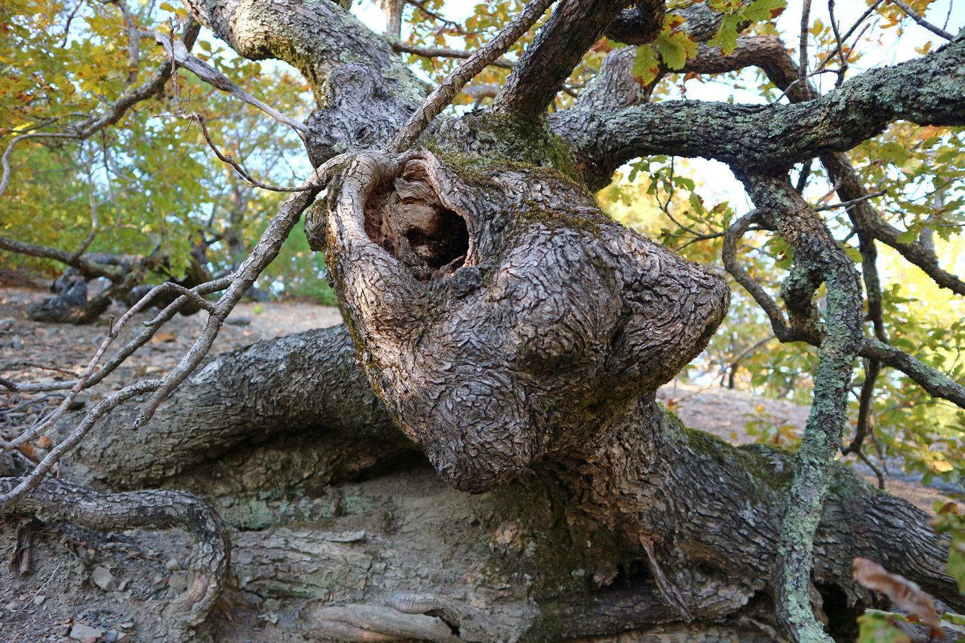 Image of Quercus petraea specimen.
