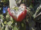 View full-size image genus Cereus