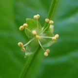 Mercurialis perennis