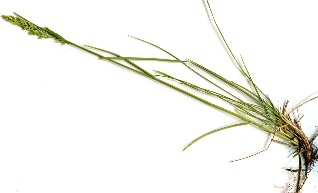 Image of Poa angustifolia specimen.