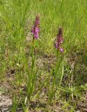 Anacamptis laxiflora ssp. elegans