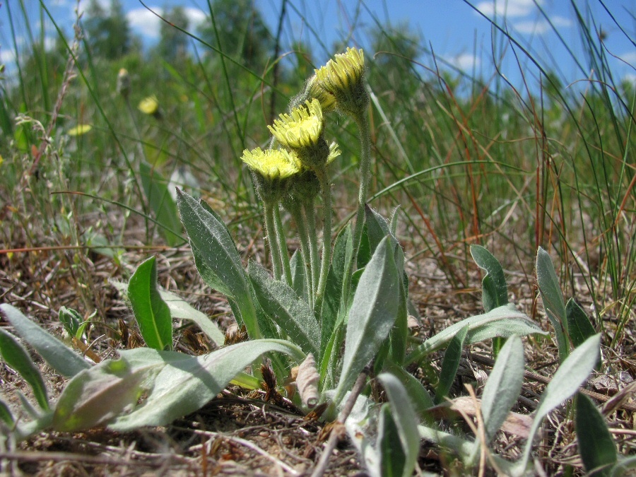 Изображение особи Pilosella officinarum.