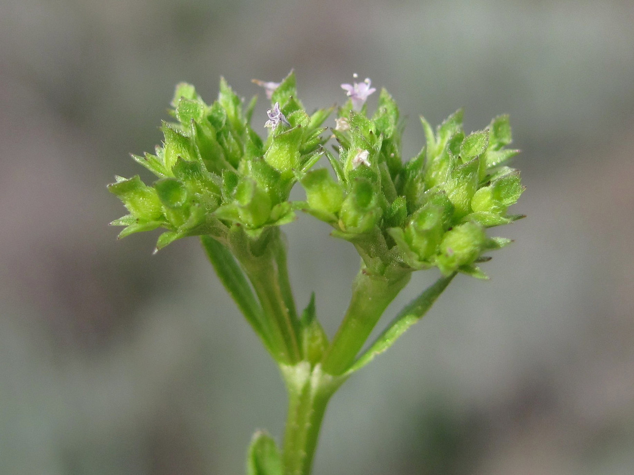 Image of Valerianella muricata specimen.