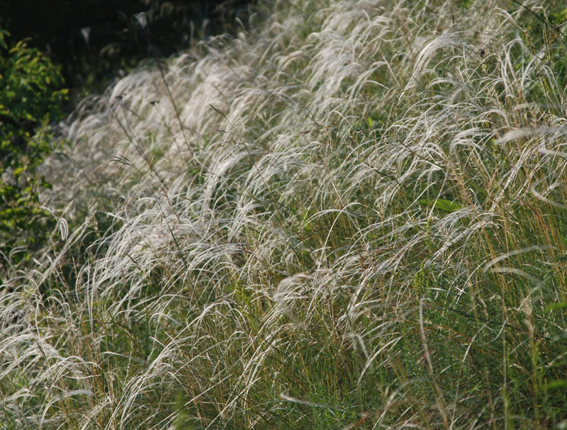 Изображение особи род Stipa.