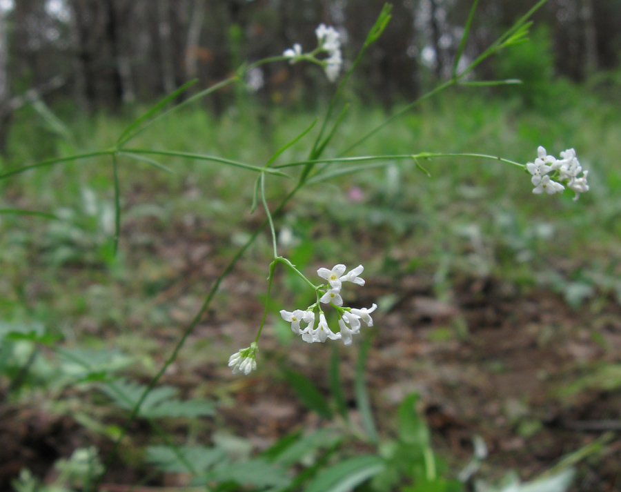 Изображение особи Galium triandrum.