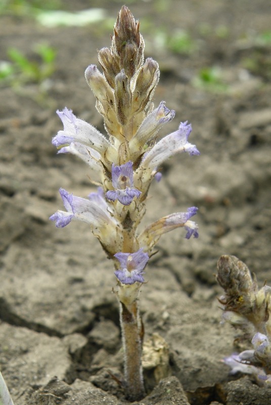 Изображение особи Phelipanche brassicae.